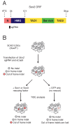 Figure 5—figure supplement 1.