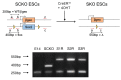 Figure 2—figure supplement 1.