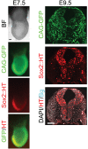 Figure 1—figure supplement 3.
