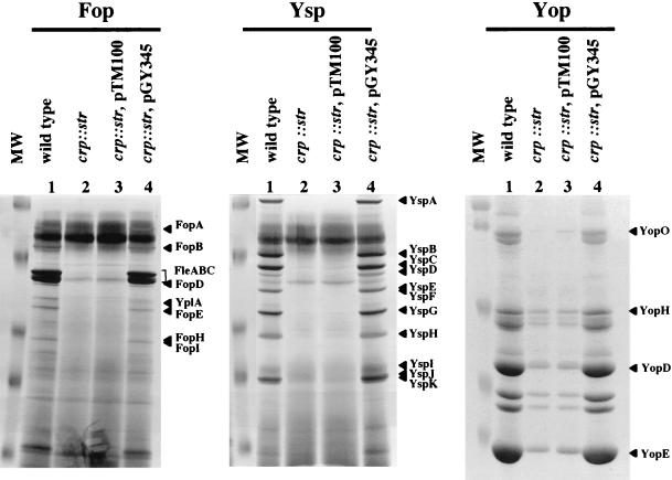 FIG.4.