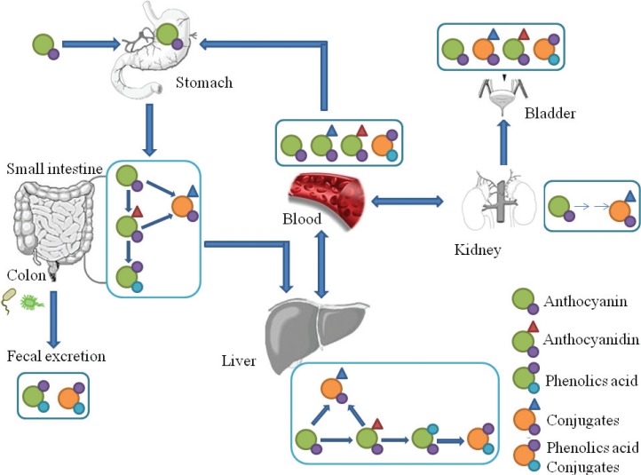 Fig. 2