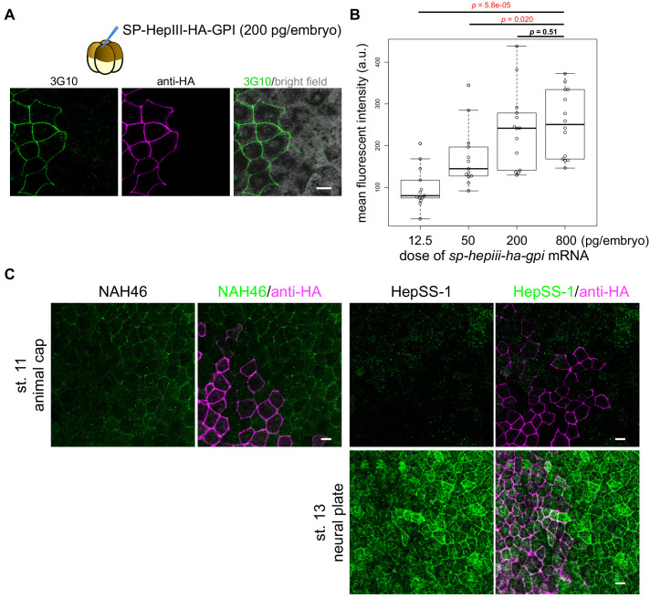 Figure 3—figure supplement 3.