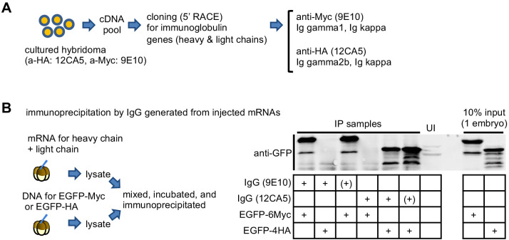 Figure 2—figure supplement 1.