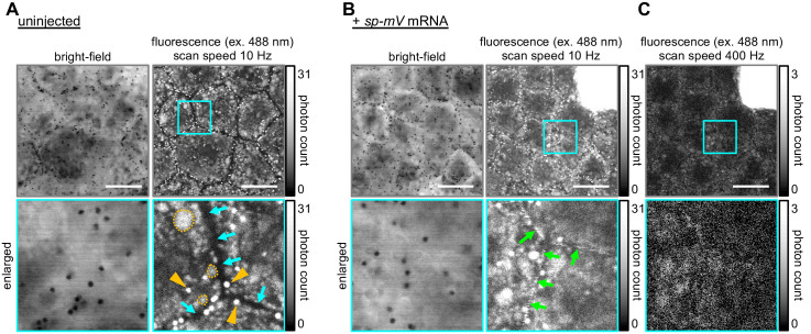 Figure 1—figure supplement 2.