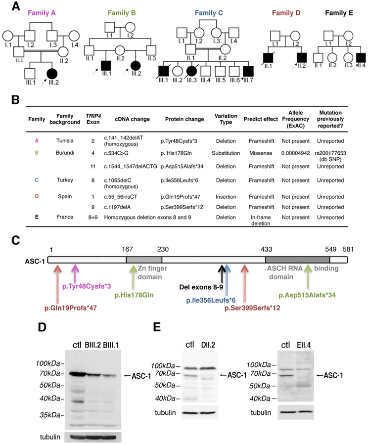 Fig. 3: