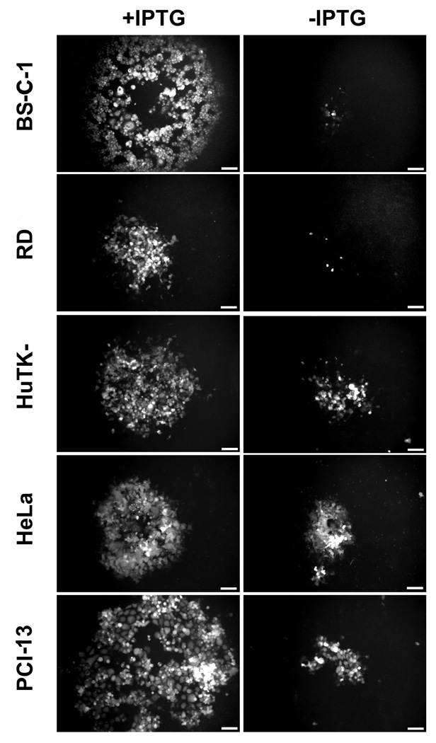 Fig. 4