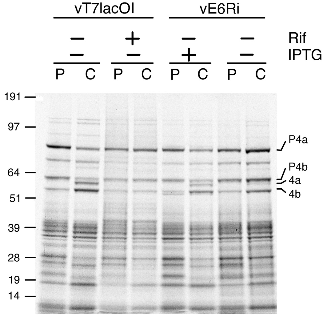 Fig. 5