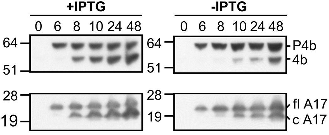 Fig. 6