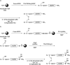 Scheme 4
