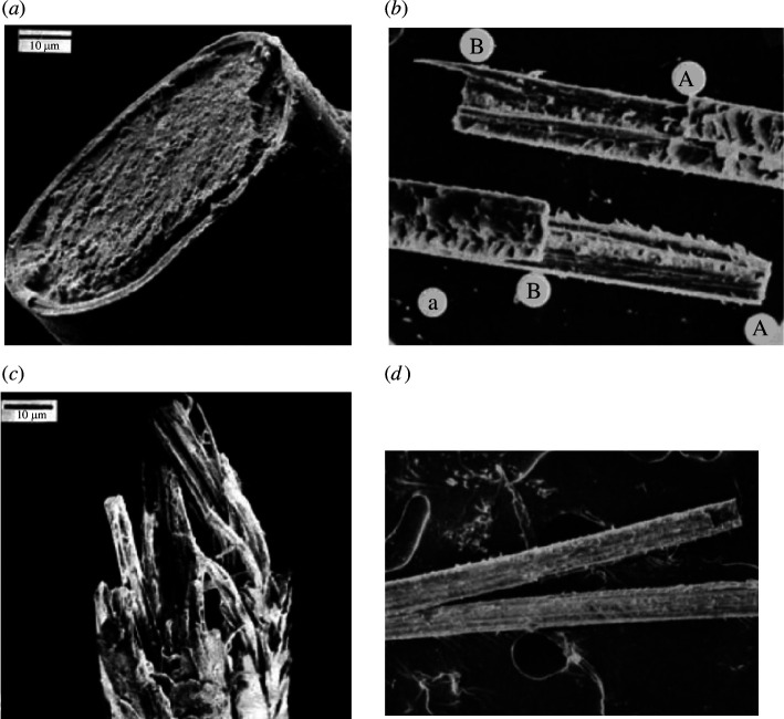 Examples of the four modes of hair fracture: (a) flat [25]; (b) stepped [14]; (c) fibrous [25]; (d) splitting [14].