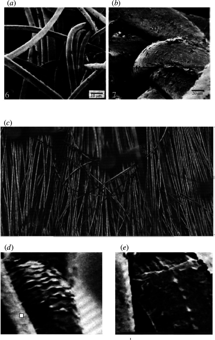 (a,b) SEM photos showing hair bending in tangles [25].