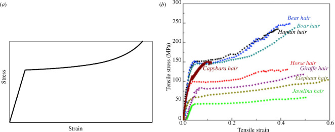(a) Simplified stress/strain curve for hair. (b) Examples of results from human and animal hair [1].