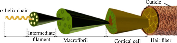 Structure of human hair, from [1].