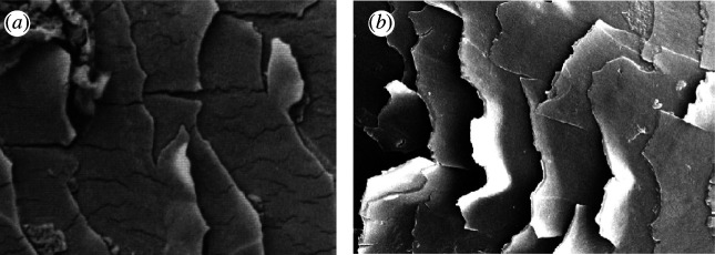 Examples of cuticle surface damage. (a) Longitudinal cracking [23]; (b) lifting of cuticle tiles [24].
