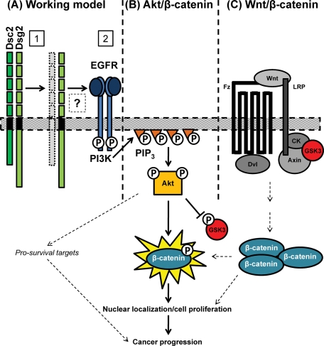 FIGURE 6: