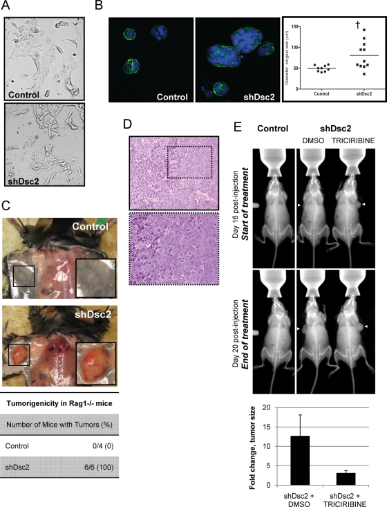 FIGURE 5: