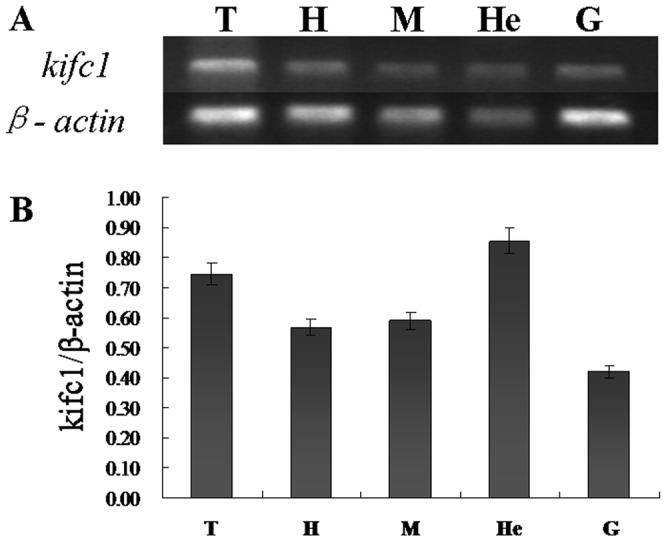 Figure 5