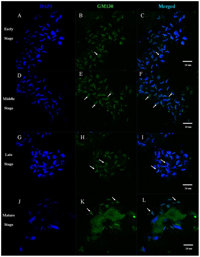 Figure 13