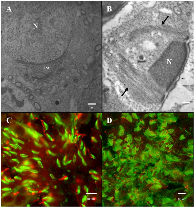 Figure 12