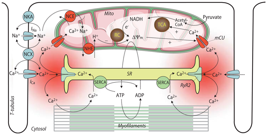 Fig. 1