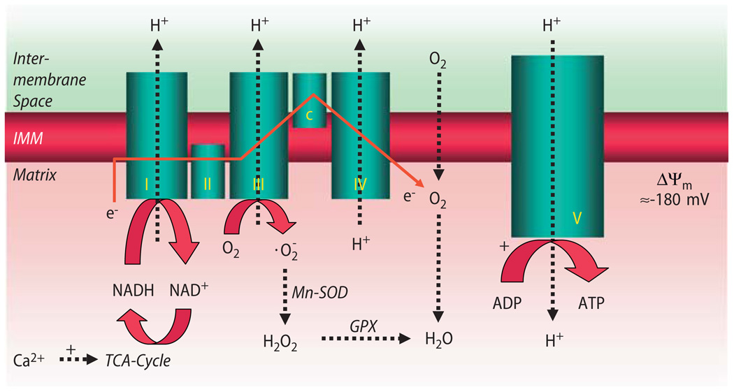 Fig. 4