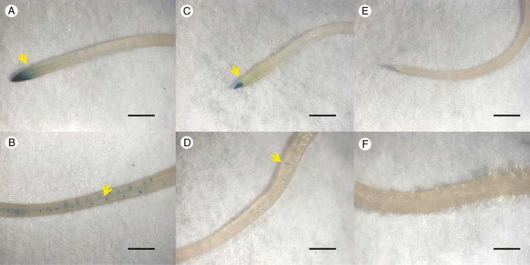 Fig. 7.