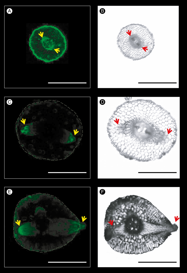 Fig. 6.