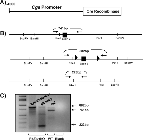 FIG. 1.