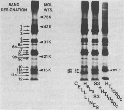 graphic file with name molcellb00113-0047-a.jpg