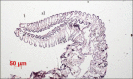 Figure 2a