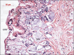 Figure 1b