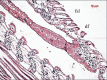 Figure 2d