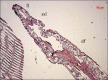 Figure 2b