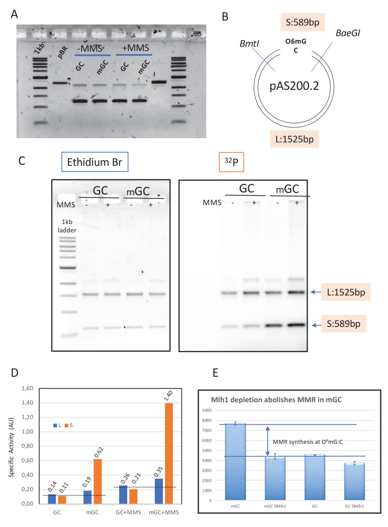 Figure 3—figure supplement 1.