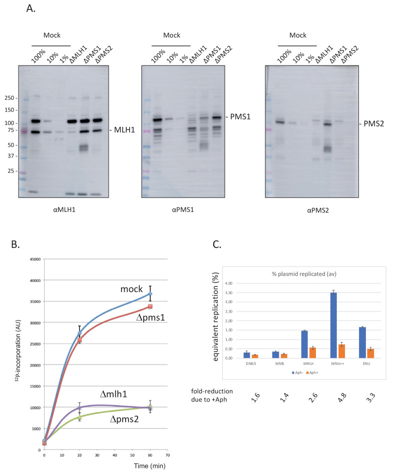 Figure 2—figure supplement 1.