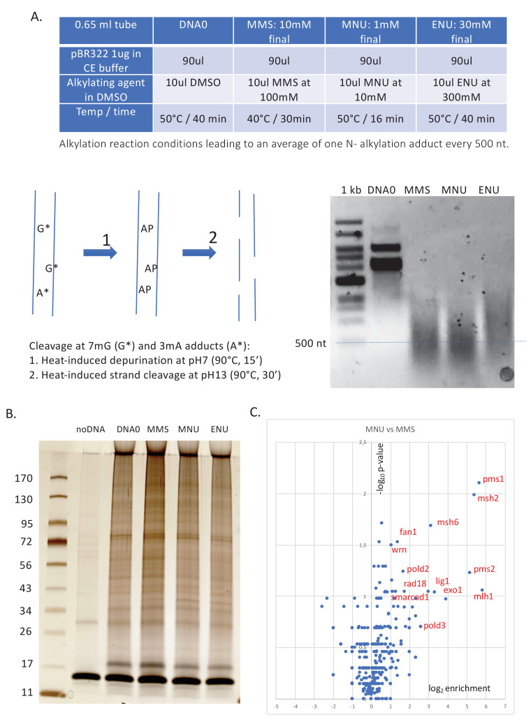 Figure 1—figure supplement 1.