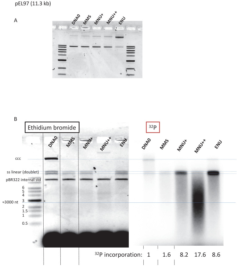 Figure 4—figure supplement 2.