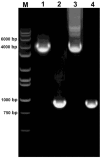 Figure 4.