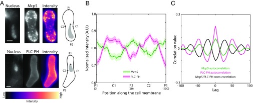 Fig. 2.