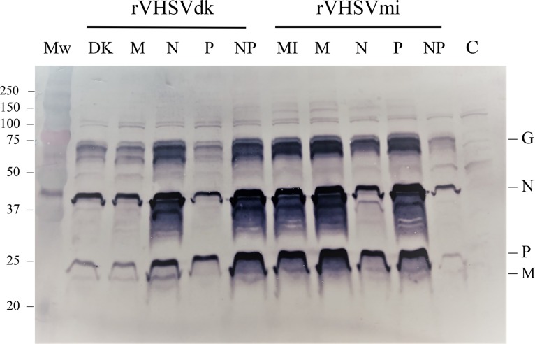 FIG 2