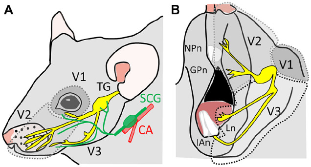 Figure 1.