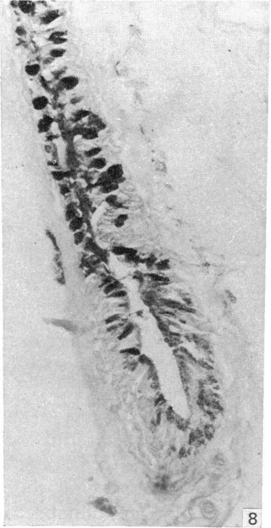 Fig. 8