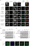 Fig 5