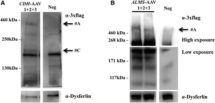 Figure 7