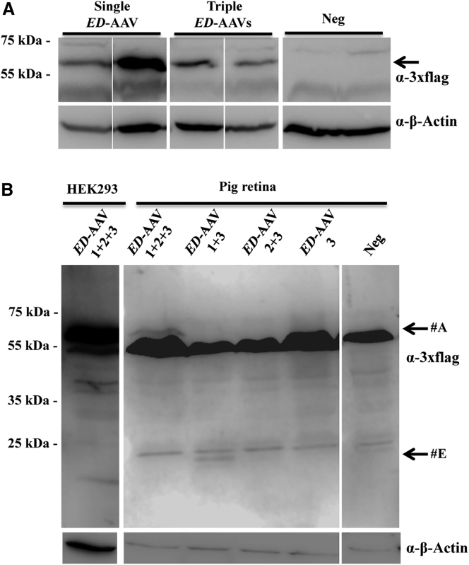 Figure 6