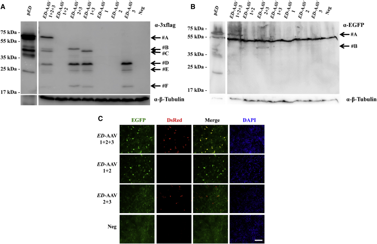 Figure 2