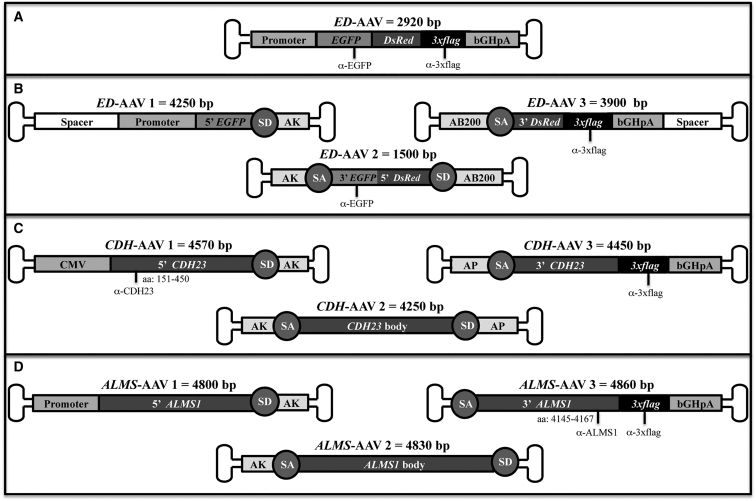 Figure 1