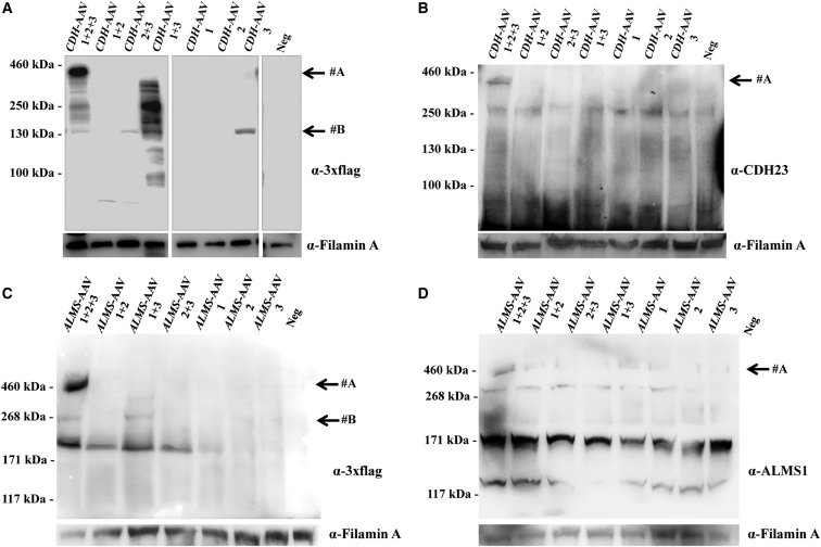 Figure 4