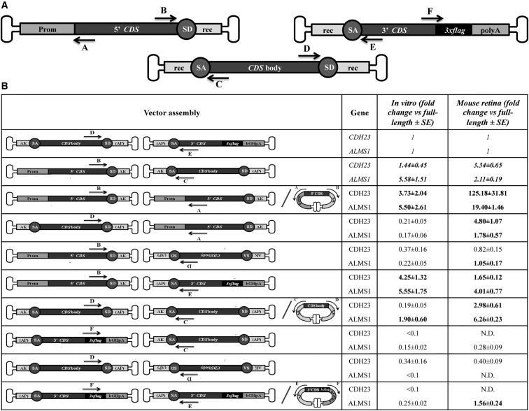 Figure 3