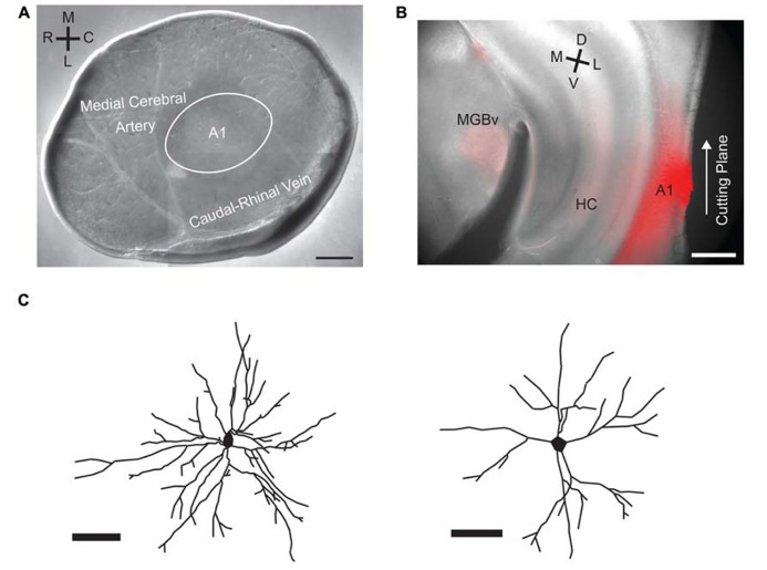 FIGURE 1